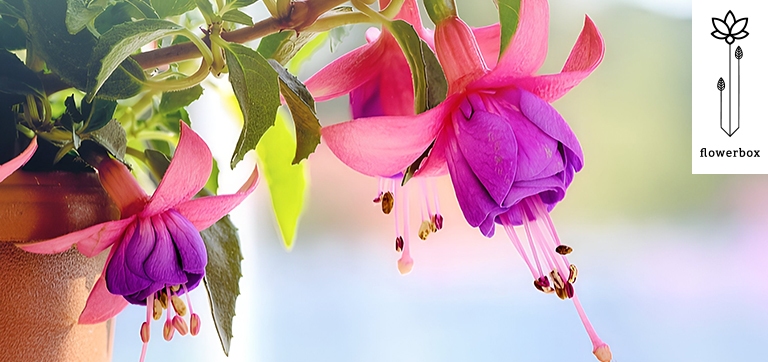 Color of spring flowers beautifully arranged with vibrant seasonal blooms