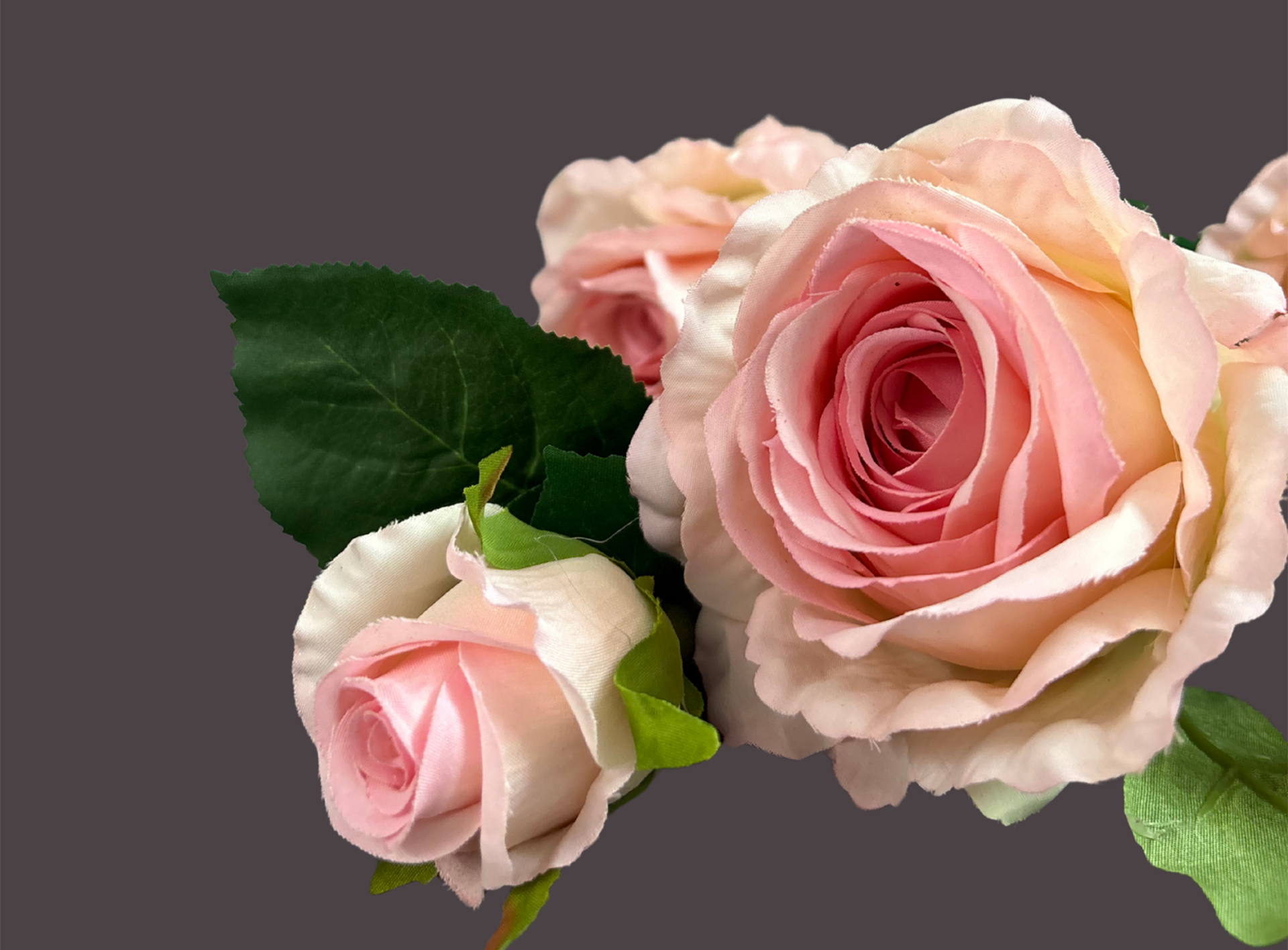 Single stem of pink roses showcasing soft petals and fresh elegance