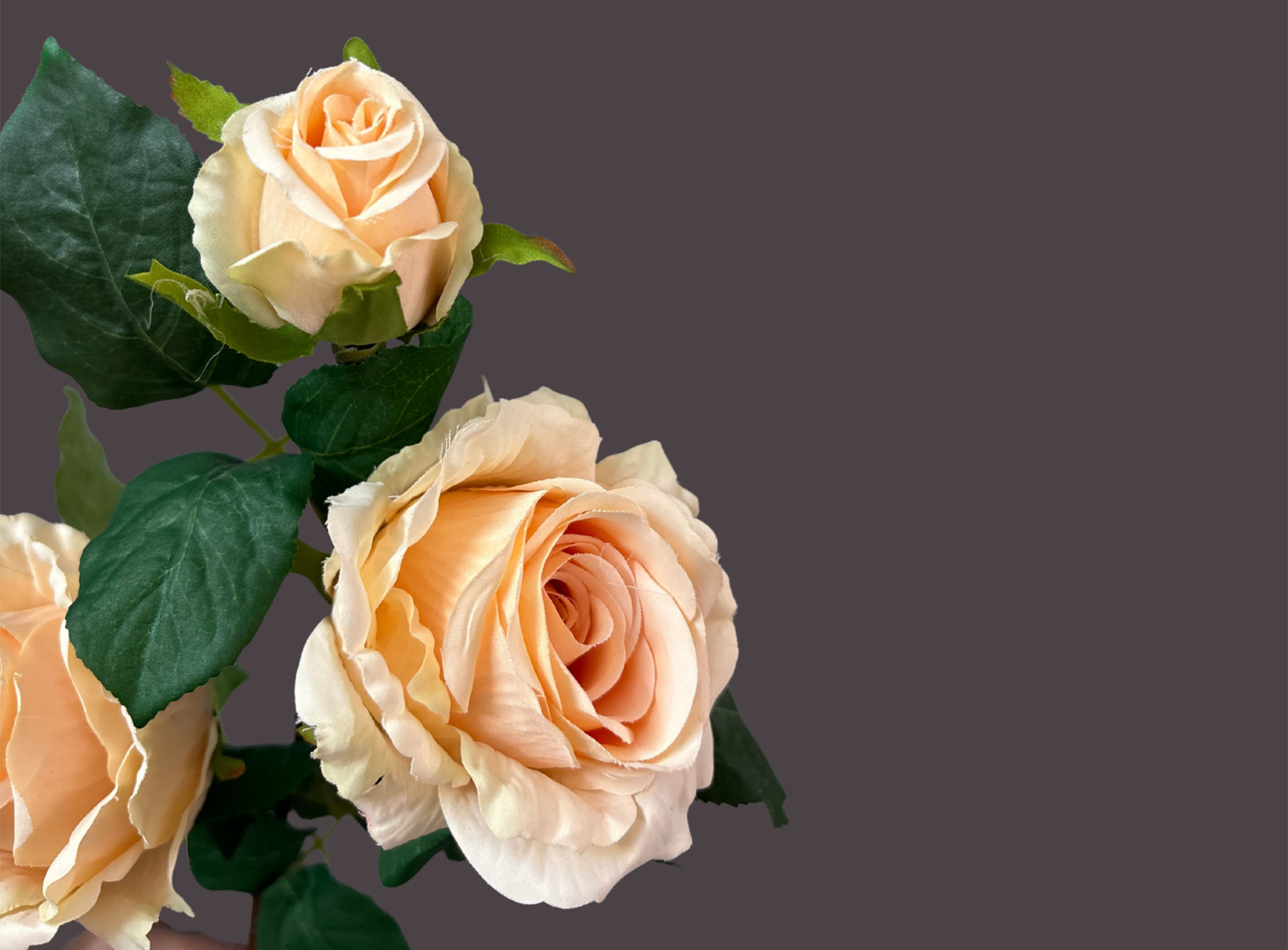 Peach roses stem with delicate blush tones and natural beauty